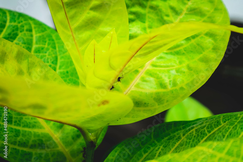 Ants perching on top of green Zamioculcas zamifolia leaves