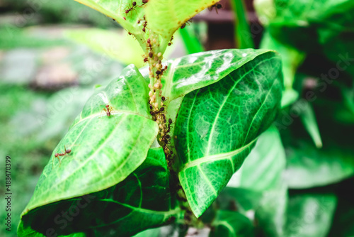 Ants perching on top of green Zamioculcas zamifolia leaves