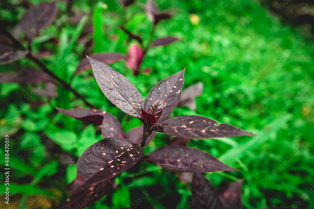 Pseuderanthemum carruthersii red violet leaves.
