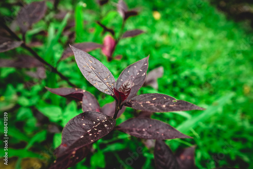 Pseuderanthemum carruthersii red violet leaves.