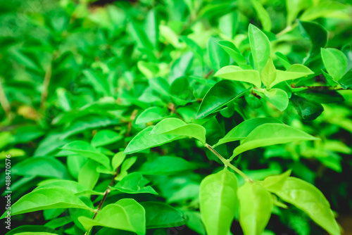 Gymnema sylvestre, green leaves plant macro photography