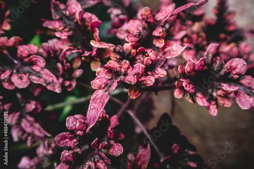 Atriplex hortensis botanical macro photography