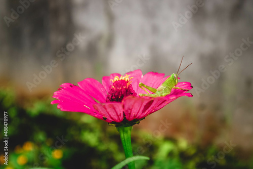 A grasshopper is perching on a red zinnia flower. Zinnia flower, green grasshopper.