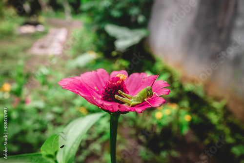 A grasshopper is perching on a red zinnia flower. Zinnia flower, green grasshopper.