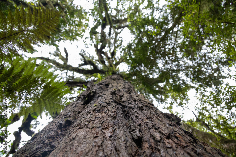 looking up at tree in the forest looking up at tree in the forest