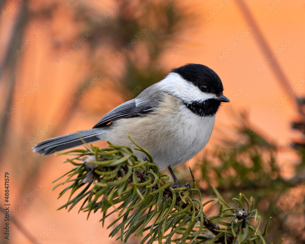 Obraz premium Chickadee Photo and Image. Close-up profile view perched on a pine branch with a blur orange background in its environment and habitat surrounding.