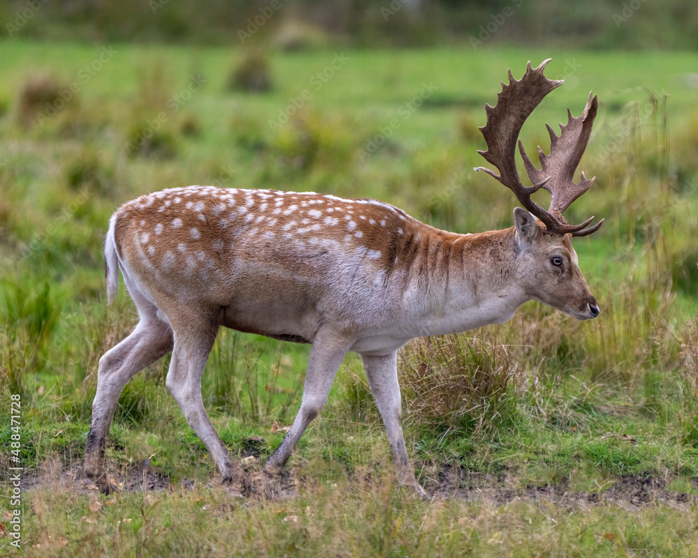 Deer Stock Photo and Image. Fallow Deer close-up side profile in the forest with a blur background in its environment and habitat surrounding. Deer Stock Photo and Image. Fallow Deer close-up side profile in the forest with a blur background in its environment and habitat surrounding.