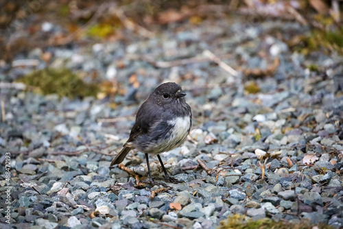 south island robin bird