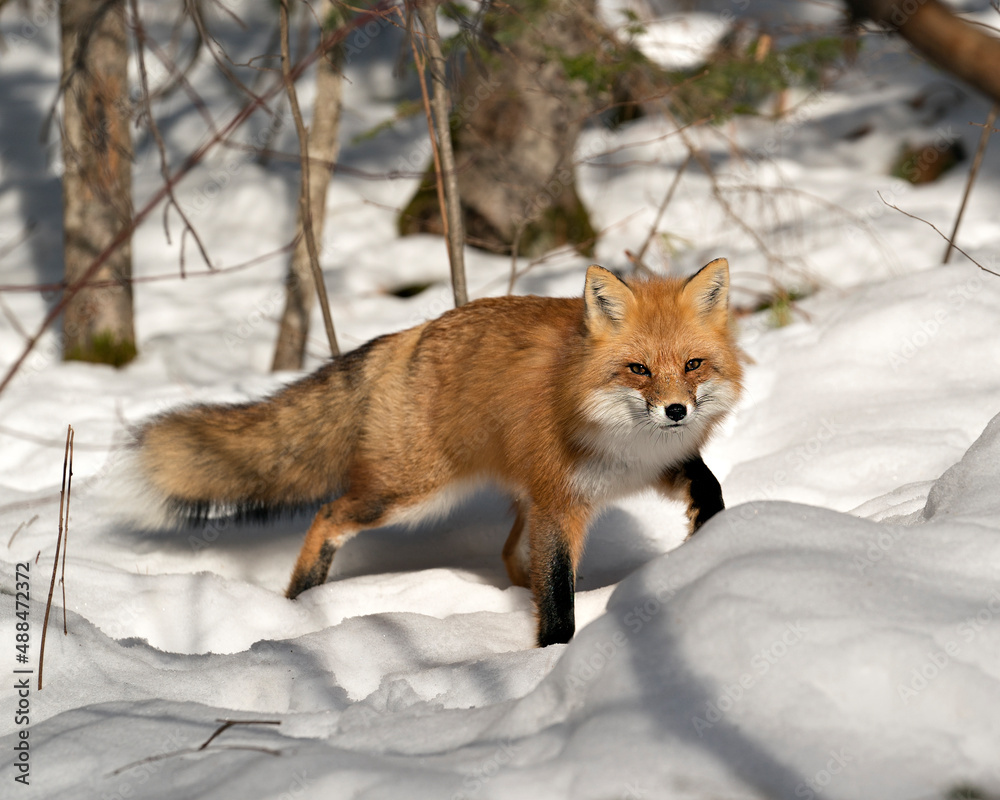 Red Fox Stock Photo. Close-up profile in the winter season in its environment and habitat with blur snow background displaying bushy fox tail, fur. Fox Image. Picture. Portrait