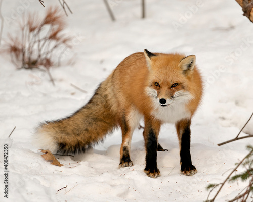 Red Fox Stock Photo. Close-up profile view in the winter season in its environment and habitat with blur snow background displaying bushy fox tail  fur. Fox Image. Picture. Portrait.