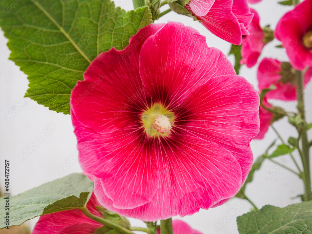 Hollyhock flowers in a park in luannan county, hebei province, China