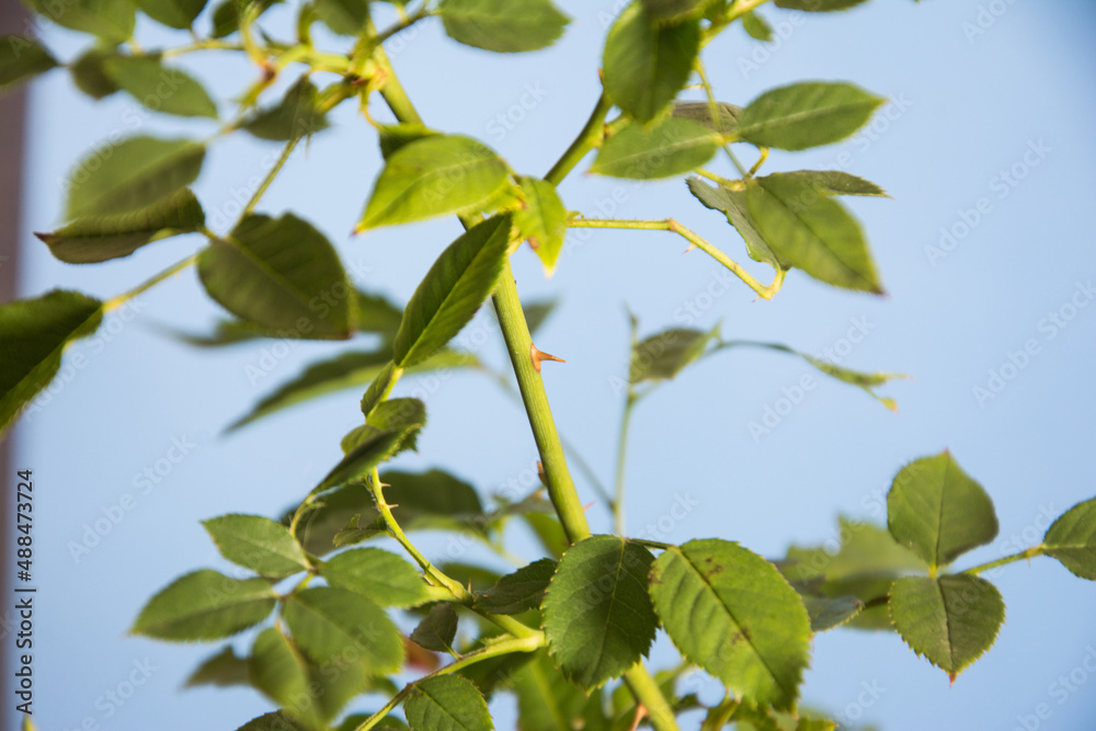 Rose thorns whit blue background Rose thorns whit blue background