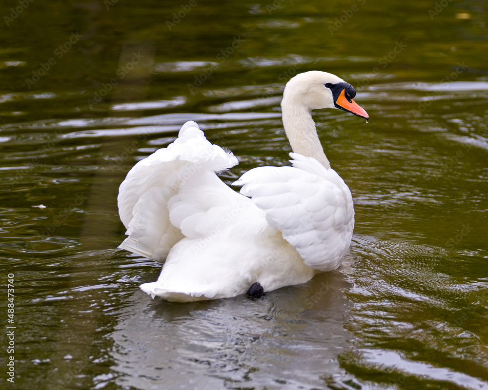 Obraz premium Swan Mute Stock Photo and Image. Swan Mute bird swimming with spread white wings with water background in its environment and habitat surrounding. Portrait. Picture.