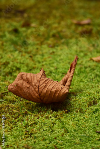 苔の上の落ち葉 © mayudama