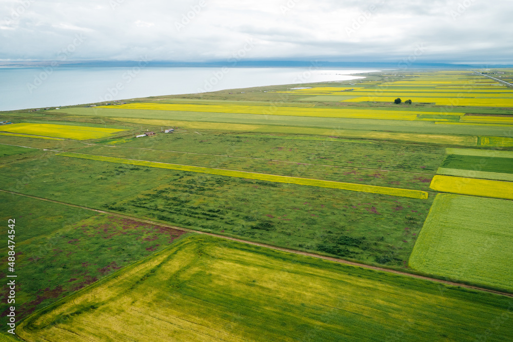 Fototapeta premium Aerial view of yellow cole flowers flowering in the lakeside of qinghai lake,China