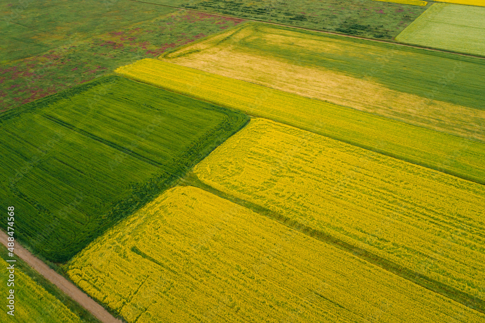 Obraz premium Aerial view of yellow cole flowers flowering in the lakeside of qinghai lake,China