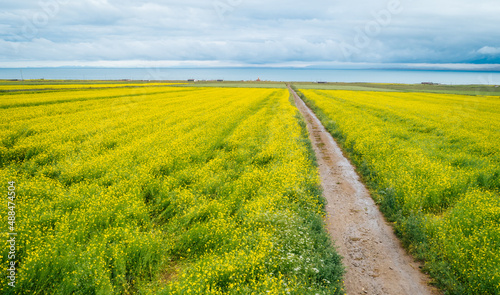 Aerial view of yellow cole flowers flowering in the lakeside of qinghai lake China