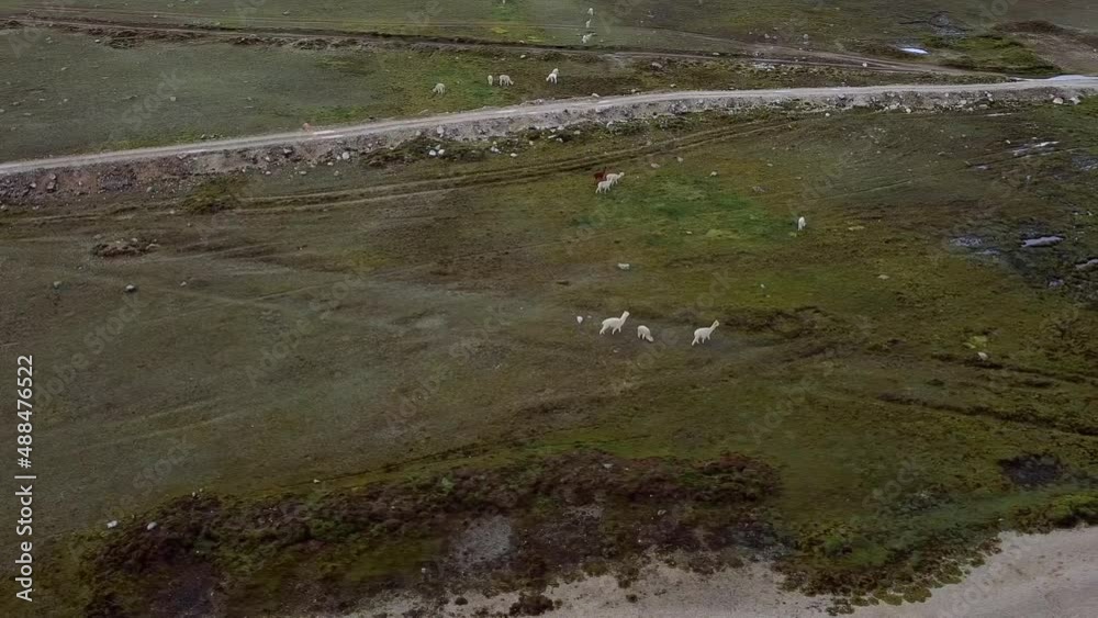 Paisaje típico de montañas con alpacas y llamas corriendo libremente en Perú, Sudamérica Paisaje típico de montañas con alpacas y llamas corriendo libremente en Perú, Sudamérica