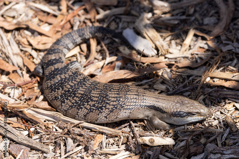 Beautiful blue tongued skink walking on a forest floor in Victoria, Australia Beautiful blue tongued skink walking on a forest floor in Victoria, Australia