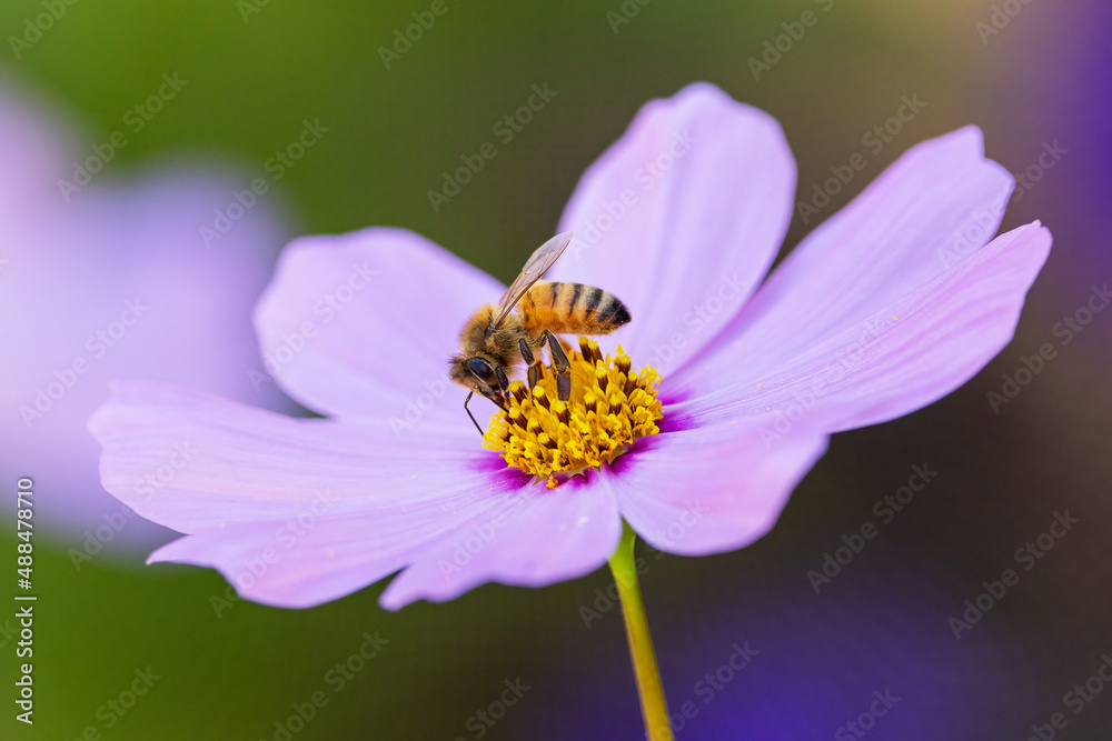 A bee seeking the nectar of a pink cosmos flower A bee seeking the nectar of a pink cosmos flower