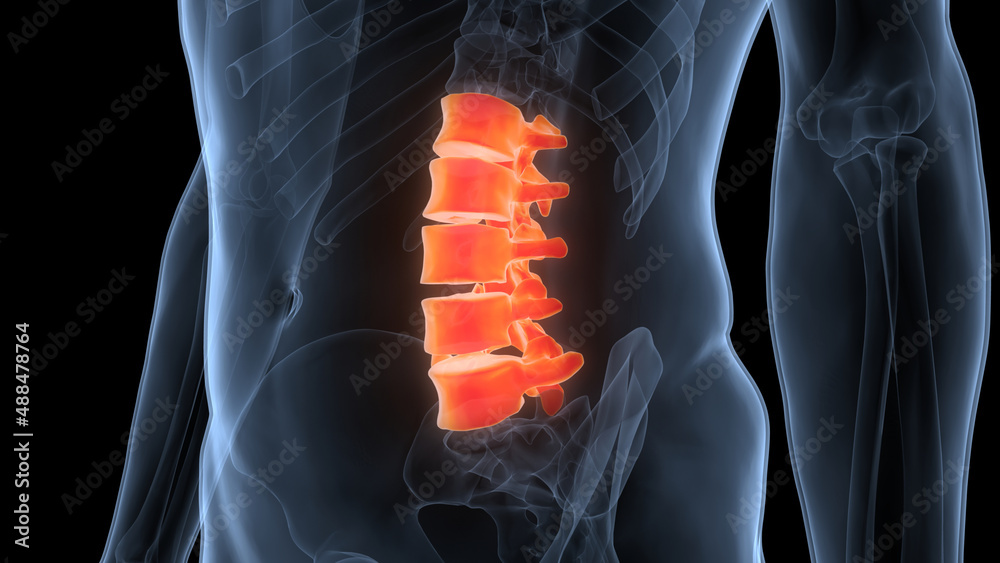 Spinal Cord Vertebral Column Lumbar Vertebrae of Human Skeleton System ...