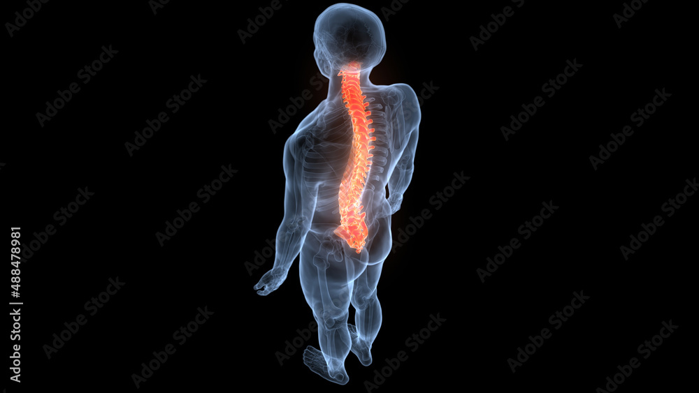 Spinal Cord Vertebral Column of Human Skeleton System Anatomy ...