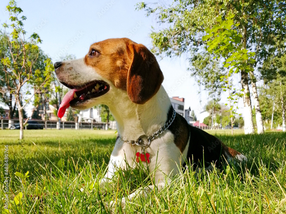 Beagle dog lying in the grass in the city.