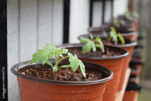 seedlings in a pot