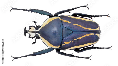 Cetoniinae Flower Chafer Dicronorhina derbyana Westwood, 1843