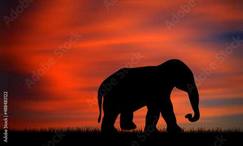 One Elephant suhoultte walking on field with sunset sky background 