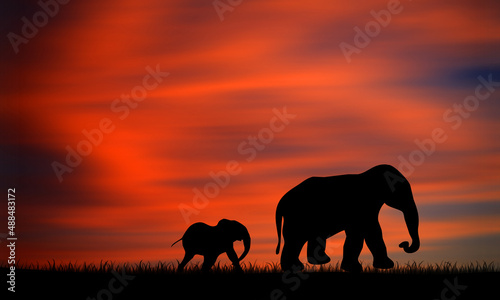 Elephant mother and baby Silhouette walk together on grass at Beautiful Sunset Sky  © MedRocky