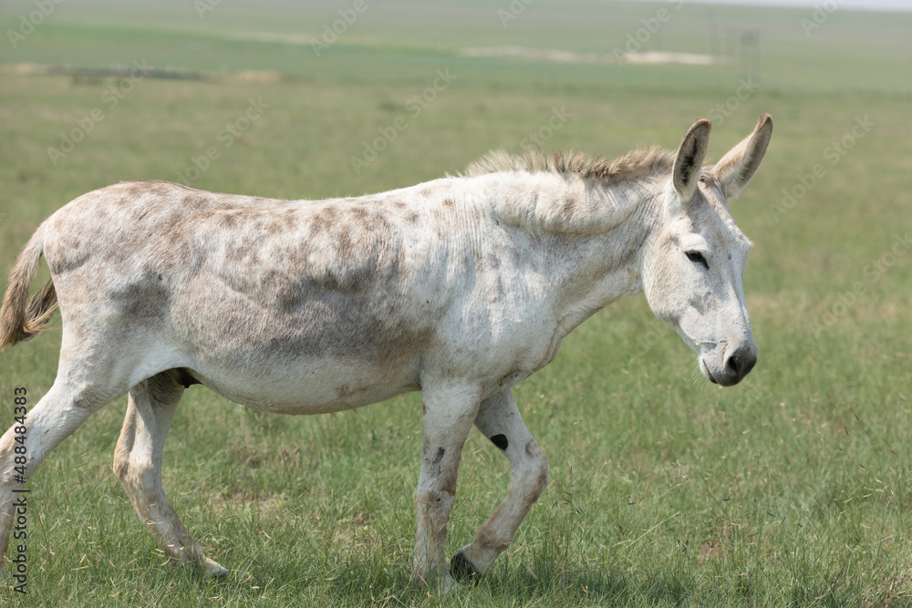 Obraz premium Spotted DOnkey