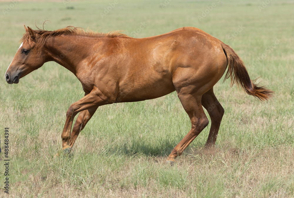 Obraz premium Yearling Quarter Horse