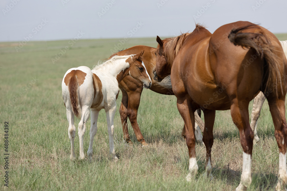 Mares and Foals