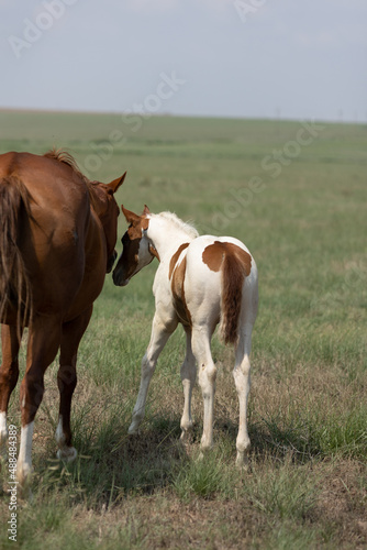 Mares and Foals © Terri Cage 