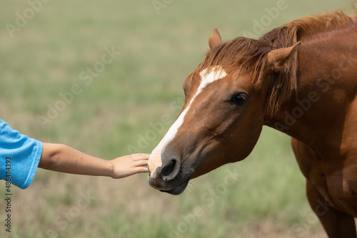 Bad behavior in horse