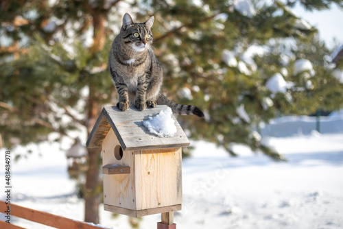 The cat is sitting on the birdhouse. The kitten watches, waits and hunts for birds. Rustic outdoor setting with homemade rustic birdhouse