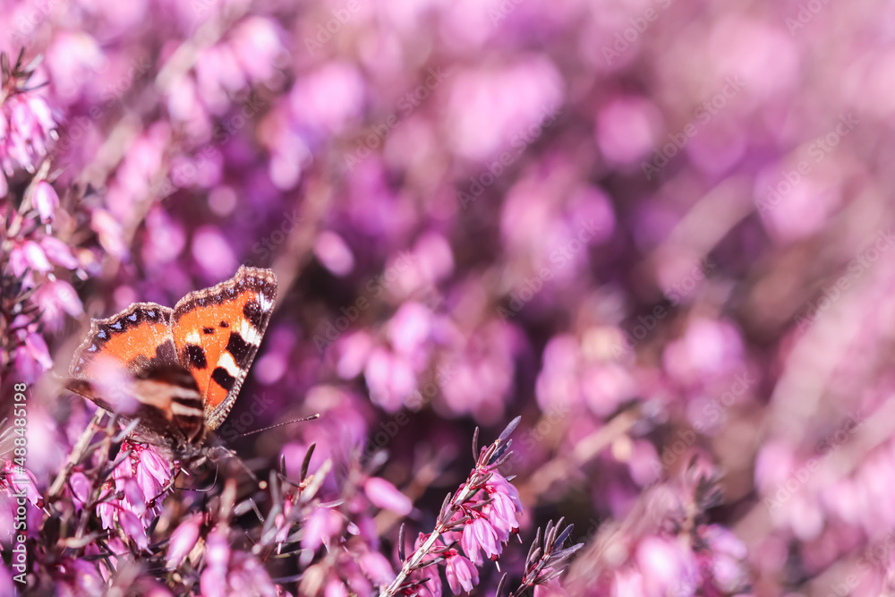 Pink Erica Carnea flowers and a butterfly in spring garden Pink Erica Carnea flowers and a butterfly in spring garden