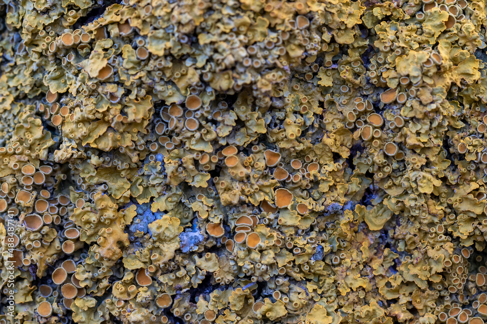 bright moss and fungus on the bark of the tree, background picture, background. High quality photo bright moss and fungus on the bark of the tree, background picture, background. High quality photo