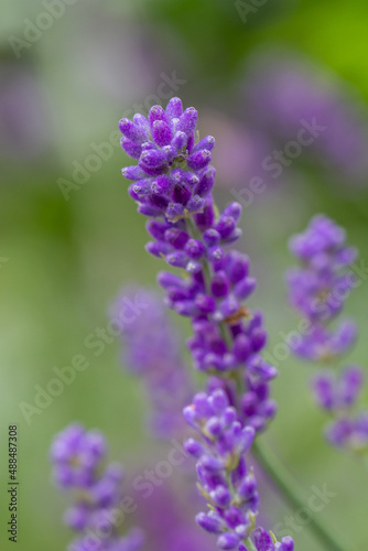 Close-up of buds of blue lavender