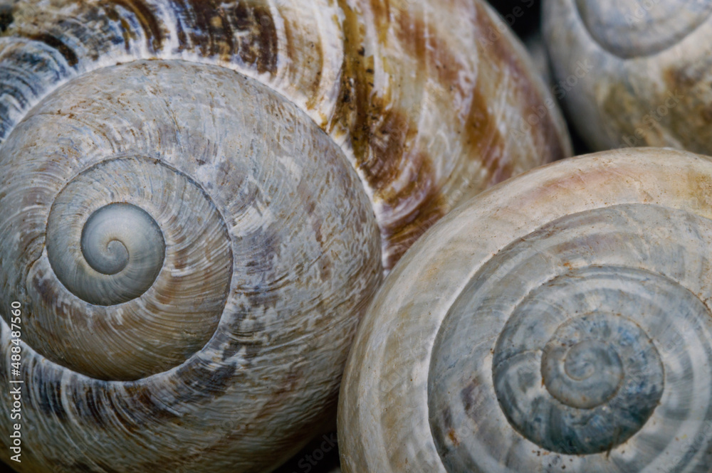 Snail shell - Spiral - golden ratio Snail shell - Spiral - golden ratio