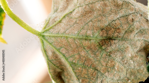 many spider mites and cobwebs on yellow infected leaves, selective photo. close-up macro photo of insects photo