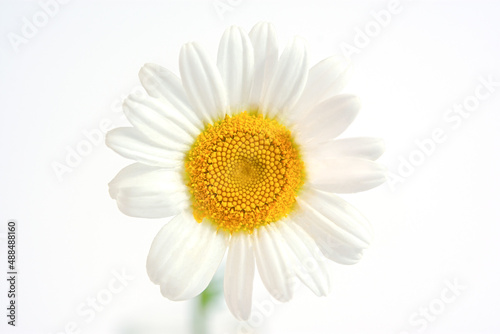 Chamomile macro. A beautiful delicate white flower with a yellow core close-up. Symmetry the concept of the golden section macrophotography of colors. white on white. Innocence purity beauty of nature