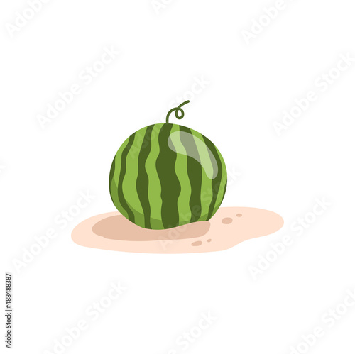 Whole watermelon on sandy beach isolated striped summer berry with curly stem flat cartoon icon. Vector green water melon healthy nutrition dieting organic dessert, on sand, summer fruit snack