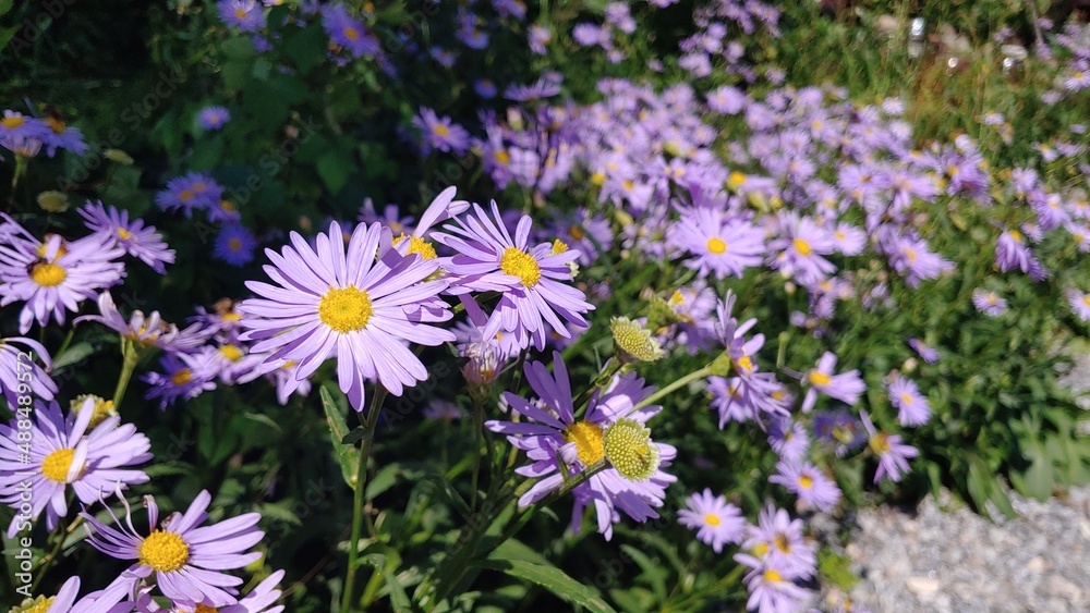 Beautiful purple flowers blooming in the field. Beautiful purple flowers blooming in the field.
