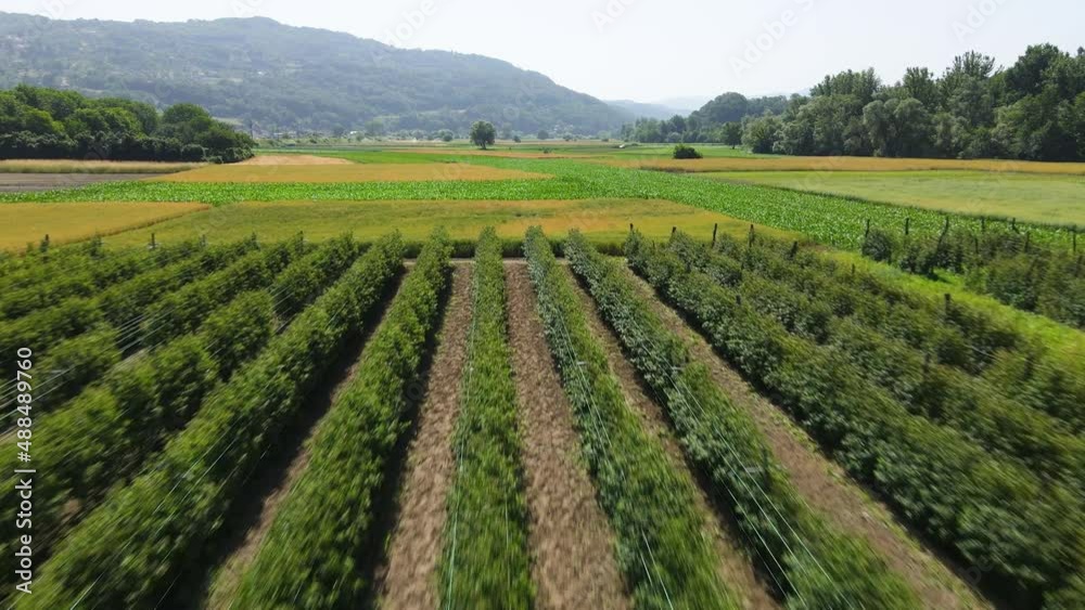 Aerial View, Big Agricultural Field, Raspberry Plants Rows, Wheat and Corn Crops on Sunny Summer Day, Drone Shot Aerial View, Big Agricultural Field, Raspberry Plants Rows, Wheat and Corn Crops on Sunny Summer Day, Drone Shot