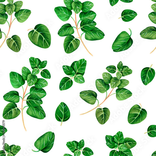 Seamless pattern of Oregano. Watercolor illustration.Isolated on a white background.For your design.