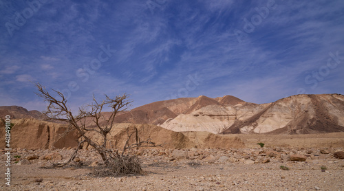 Panoramic view of a dry wide wadi in a remote region of Eilat mountains. Desert beauty in a sunny winter day. A dry tree on the foreground.