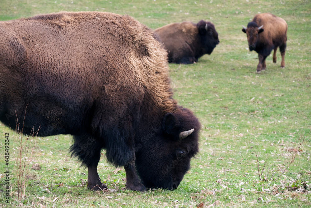 Bisons Bisons