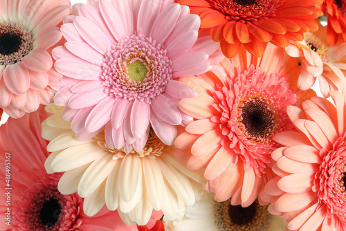Beautiful colorful gerbera flowers as background  closeup